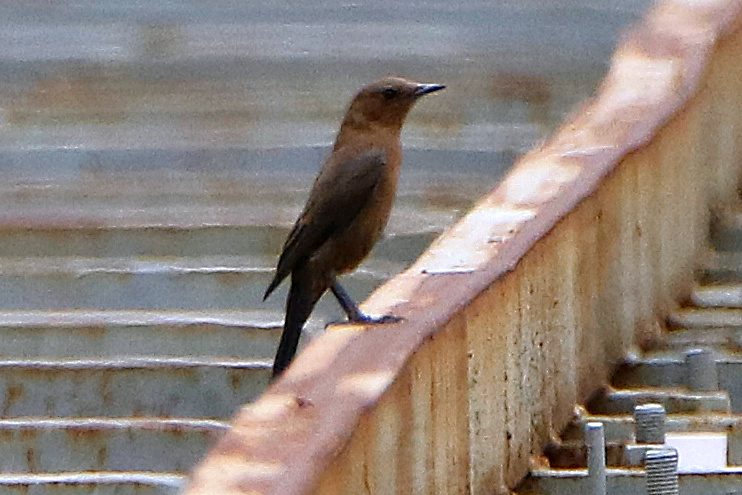 Brown Rock-chat